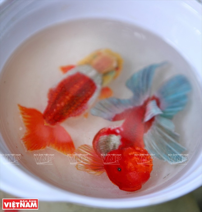 "Sốt sình sịch" với thú nuôi cá 3D không cần tốn thời gian chăm sóc ảnh 15