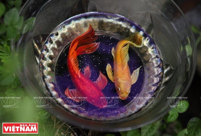 "Sốt sình sịch" với thú nuôi cá 3D không cần tốn thời gian chăm sóc ảnh 10