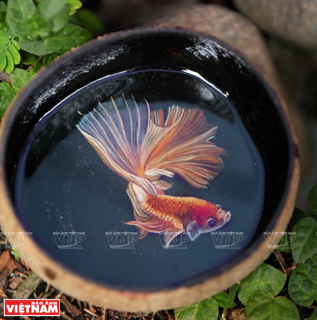 "Sốt sình sịch" với thú nuôi cá 3D không cần tốn thời gian chăm sóc ảnh 13