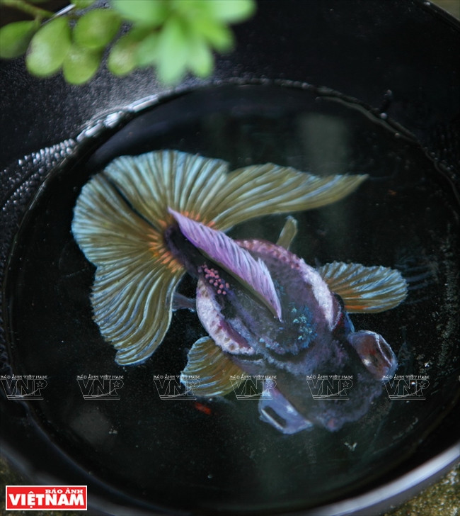 "Sốt sình sịch" với thú nuôi cá 3D không cần tốn thời gian chăm sóc ảnh 12