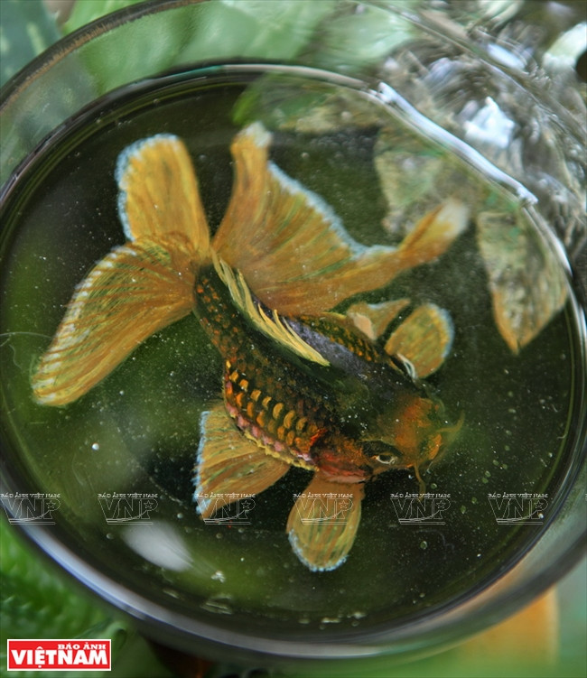 "Sốt sình sịch" với thú nuôi cá 3D không cần tốn thời gian chăm sóc ảnh 9