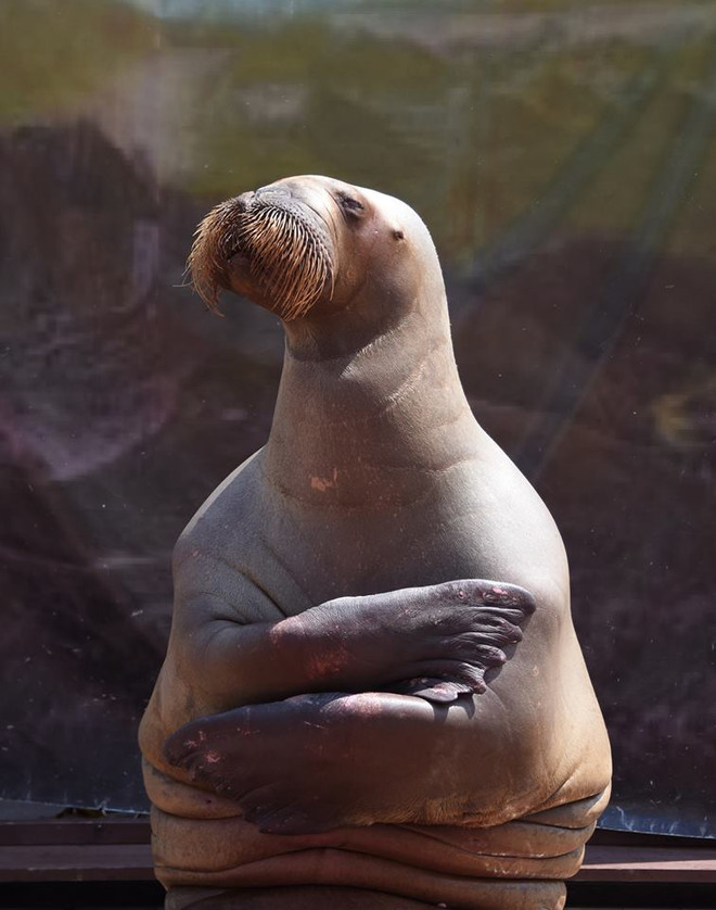 [Photo] "Giật mình" thần vệ nữ Venus trong phiên bản hải mã ảnh 3