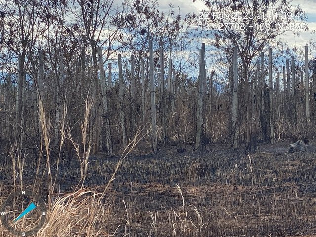 Hàng chục ha cây keo và hồ tiêu tại tỉnh Gia Lai bị thiêu rụi ảnh 1