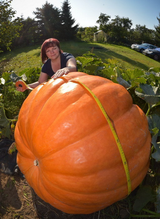 Một người Đức trồng được quả bí ngô khổng lồ nặng 260kg ảnh 1