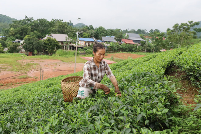 Nông dân vùng chè xã Sơn Phú, huyện Định Hóa thu hái chè. (Ảnh: Hoàng Nguyên/TTXVN) dinh hoa_chien thang dien bien phu 3.jpg