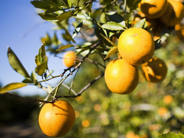 Mỹ đối mặt với mùa cam thất bát nhất gần 30 năm qua ảnh 1