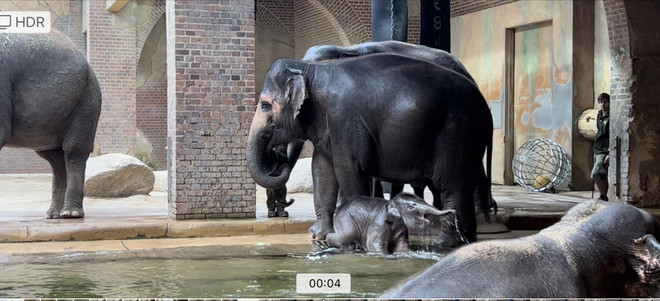 Đại sứ Việt Nam dự lễ đặt tên voi con “Bảo Ngọc” tại sở thú Leipzig ảnh 2