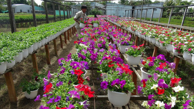 Làng hoa Thừa Thiên-Huế tăng diện tích trồng cho vụ Tết ảnh 1