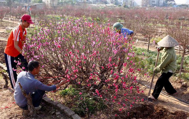 Đào Tết Ất Mùi được vụ mùa bội thu, giá không biến động nhiều ảnh 1