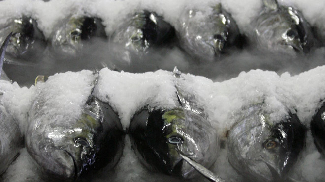 Lý giải nguyên nhân hàm lượng thủy ngân cao trong cá biển ảnh 1