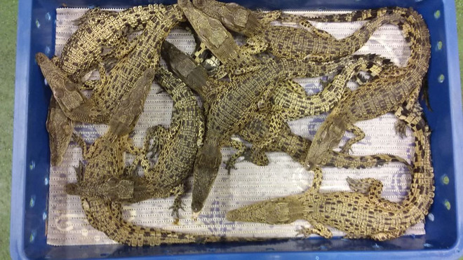 Anh thu giữ kiện hàng nhập khẩu trái phép hàng chục con cá sấu ảnh 1