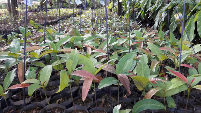 Bảo tồn, phát triển 3 loài thực vật quý hiếm tại rừng Xuân Liên ảnh 2