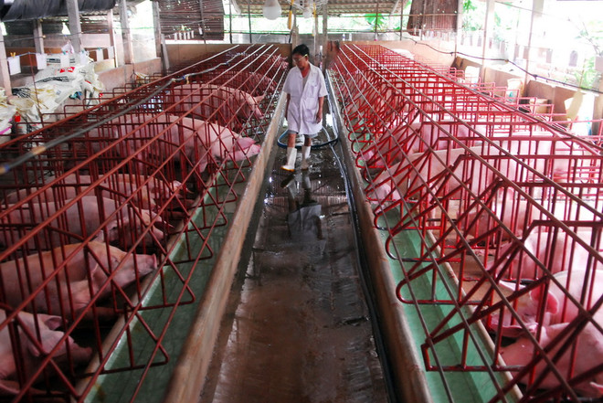 Giá lợn liên tục tăng mạnh, liệu có phải dấu hiệu bất thường? ảnh 1