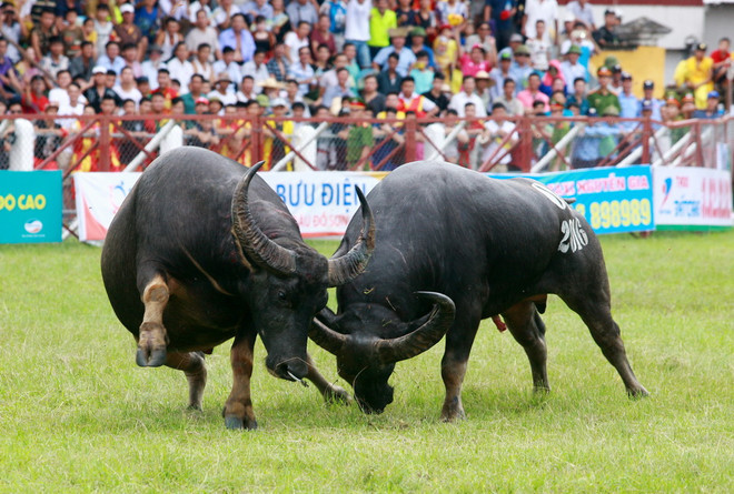 Vụ trâu chọi húc chết chủ: Trâu số 18 không có chất kích thích lạ ảnh 1