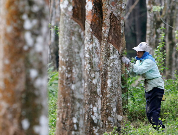 Indonesia đề xuất bán cao su với giá sàn 1.500 USD mỗi tấn ảnh 1