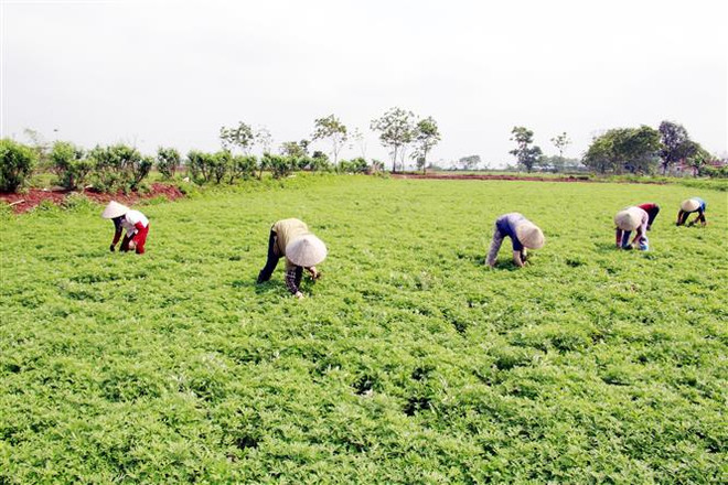 Với 7ha ngải cứu, trung bình mỗi tháng, gia đình anh Dũng thu được khoảng 15 tấn sản phẩm. (Ảnh: Nguyễn Lành/TTXVN) Trồng ngải cứu ở Nam Định - hướng đi mới cho kinh tế gia đình ảnh 2