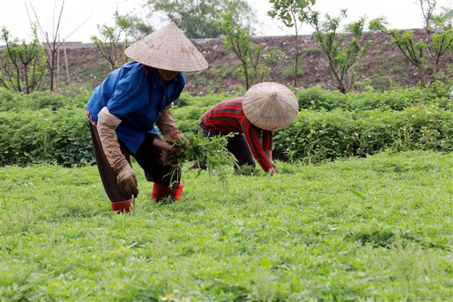 Hiện, gia đình anh Dũng đang tạo việc làm thường xuyên cho 15-30 lao động địa phương. (Ảnh: Nguyễn Lành/TTXVN) Trồng ngải cứu ở Nam Định - hướng đi mới cho kinh tế gia đình ảnh 1