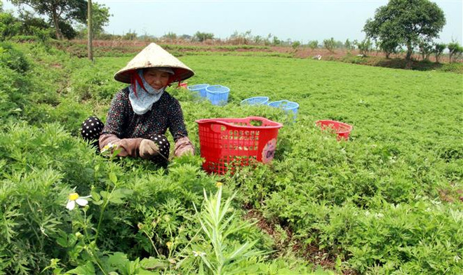 Thu hoạch ngải cứu. (Ảnh: Nguyễn Lành/TTXVN) Trồng ngải cứu ở Nam Định - hướng đi mới cho kinh tế gia đình ảnh 3