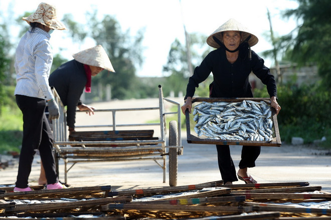 Những người phụ nữ phơi cá nục tại khu phố 4, thị trấn Cửa Việt, huyện Gio Linh, tỉnh Quảng Trị. (Ảnh: Tuấn Anh/TTXVN) Phó Thủ tướng chỉ đạo xử lý hải sản tồn kho sau sự cố môi trường biển ảnh 1