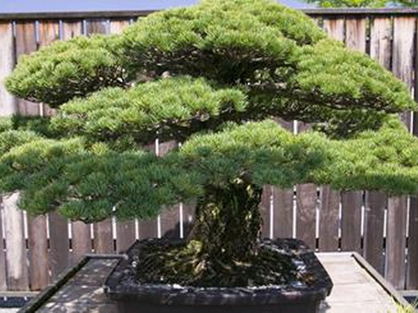 Cây bonsai 390 năm tuổi vượt qua vụ tấn công bom nguyên tử ảnh 1