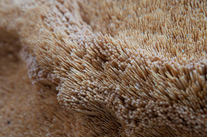 [Photo] Ngỡ ngàng bức tranh con ngựa làm từ 500.000 cái tăm ảnh 3