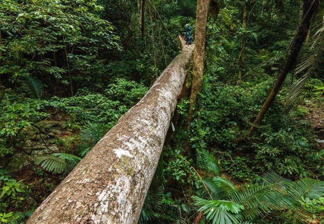 Khiển trách Giám đốc Ban Quản lý Khu Bảo tồn thiên nhiên Bắc Hướng Hóa ảnh 1