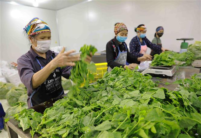 Hà Nội hỗ trợ phát triển kinh tế tập thể do phụ nữ làm chủ ảnh 1