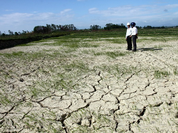 Quảng Ngãi: Hạn hán nặng, người dân phải mua nước cứu lúa ảnh 1
