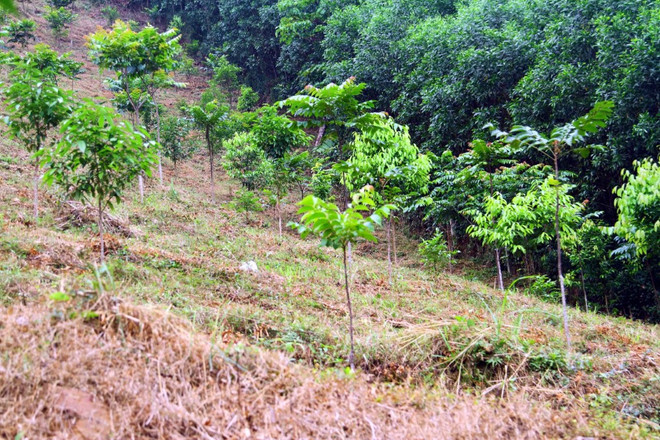 quang binh_rung 3.jpg