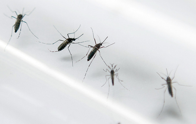 Pháp: Số ca nhiễm Zika tại đảo Guyana có xu hướng gia tăng ảnh 1