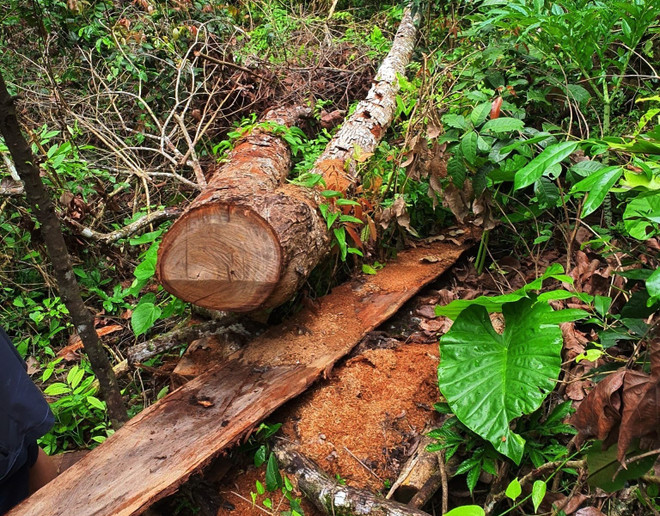 Hà Giang: Phát hiện số lượng lớn gỗ nghiến tàng trữ trái phép ảnh 1