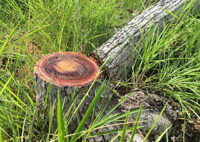 Làm rõ việc hơn 6.520m2 rừng đặc dụng Pá Khoang bị chặt phá, đốt bỏ ảnh 1