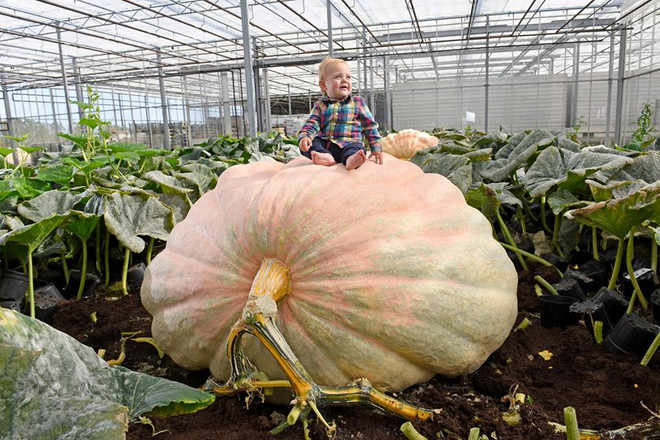 [Photo] Ngỡ ngàng quả bí ngô cao 1,7m lớn nhất nước Anh ảnh 3