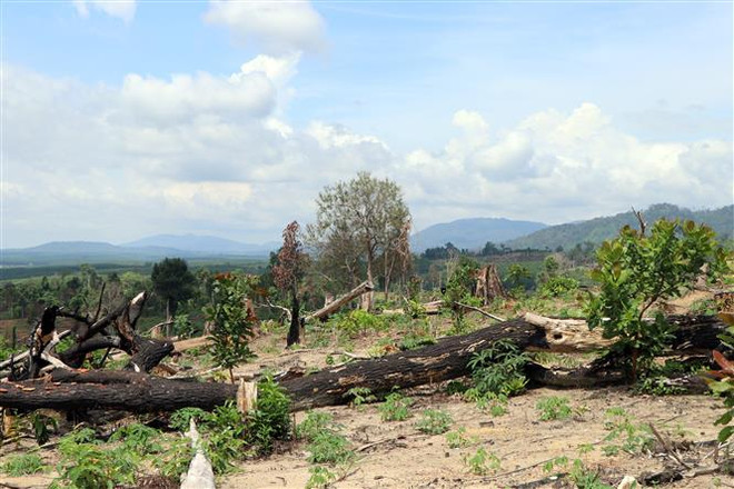 Lâm Đồng: Xử phạt, buộc hai cá nhân trả lại diện tích rừng lấn chiếm ảnh 1