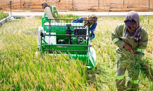 Trung Quốc tổ chức hội nghị quốc tế về chống lãng phí lương thực ảnh 1