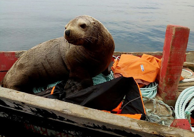 [Photo] Chú hải cẩu dũng cảm leo lên thuyền ngao du cùng ngư dân ảnh 4