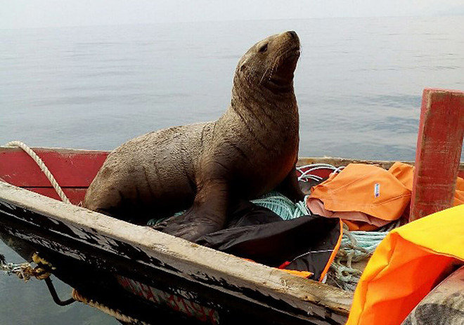 [Photo] Chú hải cẩu dũng cảm leo lên thuyền ngao du cùng ngư dân ảnh 2