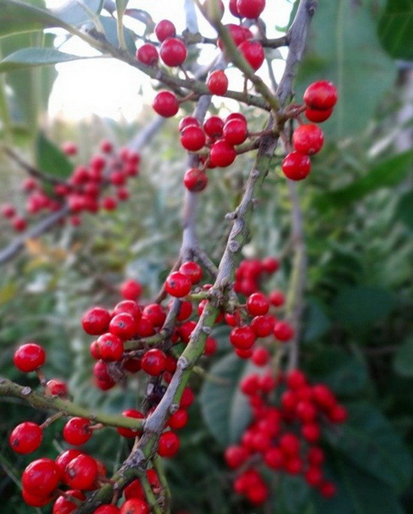 Tôn dáng "người đẹp" bằng mỹ phẩm: Xu hướng mới nhưng không lạ ảnh 2