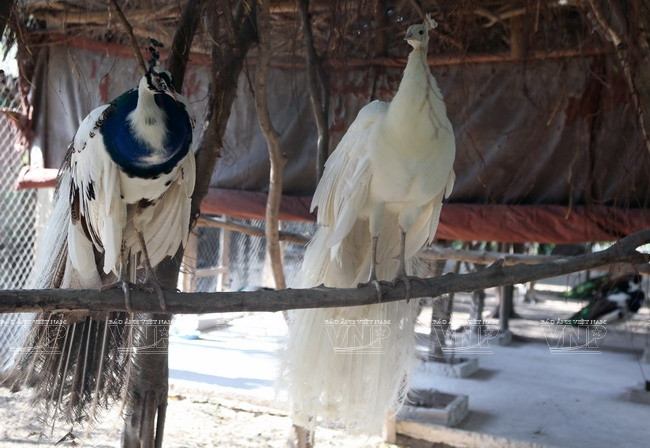 [Photo] Đến thăm Khu bảo tồn chim tư nhân lớn nhất Việt Nam ảnh 4