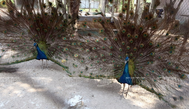 [Photo] Đến thăm Khu bảo tồn chim tư nhân lớn nhất Việt Nam ảnh 6