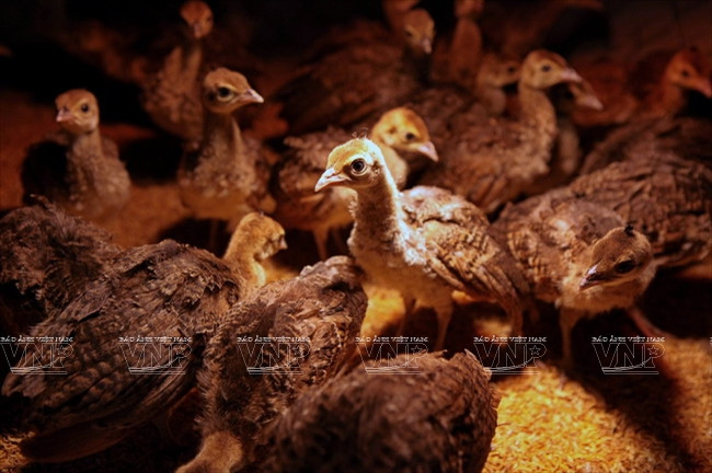 [Photo] Đến thăm Khu bảo tồn chim tư nhân lớn nhất Việt Nam ảnh 14