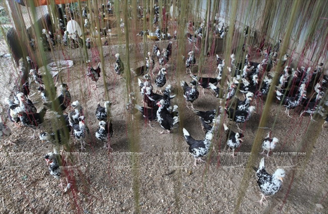 [Photo] Đến thăm Khu bảo tồn chim tư nhân lớn nhất Việt Nam ảnh 7