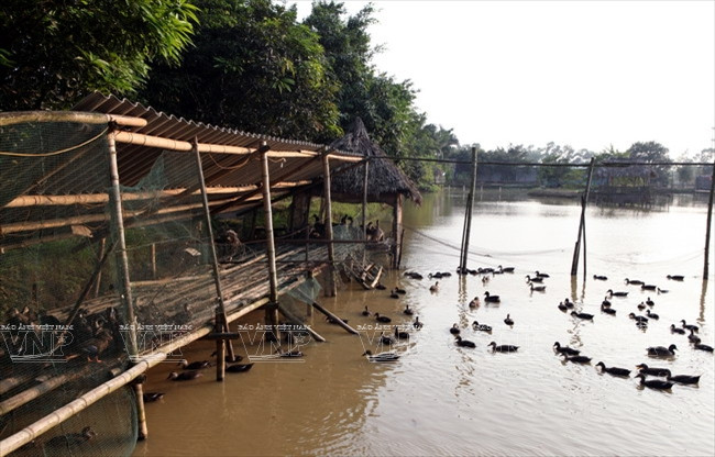 [Photo] Đến thăm Khu bảo tồn chim tư nhân lớn nhất Việt Nam ảnh 1