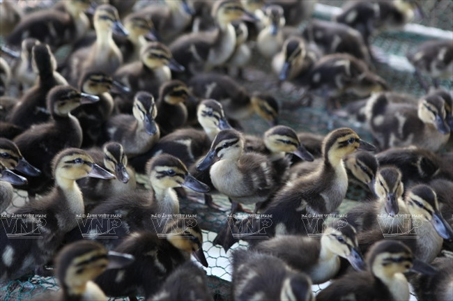 [Photo] Đến thăm Khu bảo tồn chim tư nhân lớn nhất Việt Nam ảnh 15
