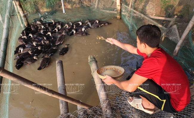 [Photo] Đến thăm Khu bảo tồn chim tư nhân lớn nhất Việt Nam ảnh 2