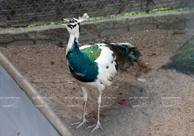 [Photo] Đến thăm Khu bảo tồn chim tư nhân lớn nhất Việt Nam ảnh 5