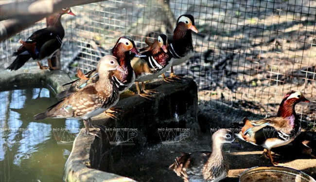 [Photo] Đến thăm Khu bảo tồn chim tư nhân lớn nhất Việt Nam ảnh 8