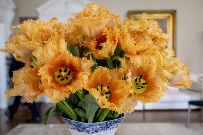 Hà Lan: Loài hoa tulip mới mang tên Đệ nhất phu nhân Mỹ Jill Biden ảnh 3