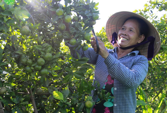 Quýt ngọt Hương Cần đặc sản của Thừa Thiên-Huế vào vụ thu hoạch ảnh 1