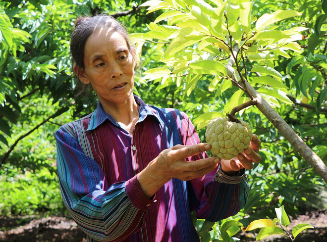 Tỉnh Sơn La công bố chứng nhận thương hiệu “Na Mai Sơn” ảnh 1